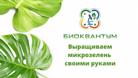 Выращивание микрозелени своими руками